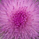Beauty in pink